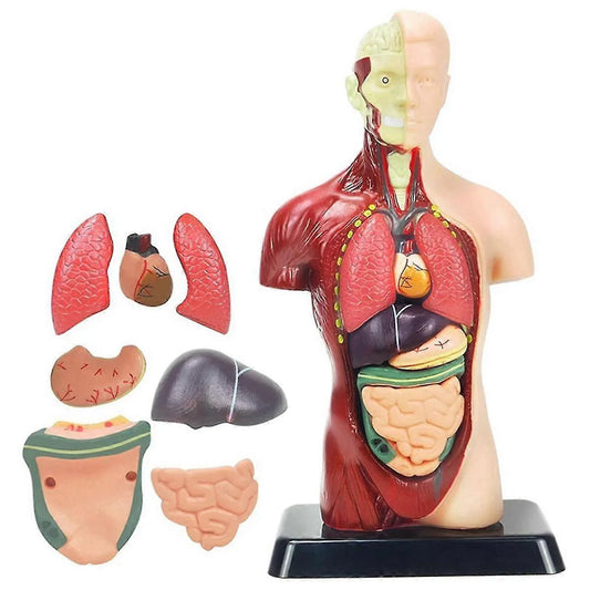 Pop Human Anatomy Model (for Ages 8+)