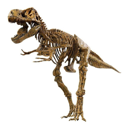 Tyrannosaurus Rex Skeleton