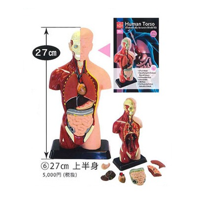 Pop Human Anatomy Model (for Ages 8+)
